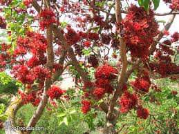 Image result for Schotia brachypetala