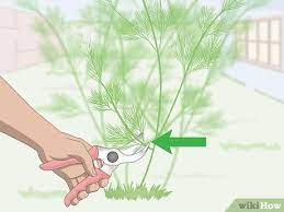 Check spelling or type a new query. 3 Ways To Prune Dill Wikihow