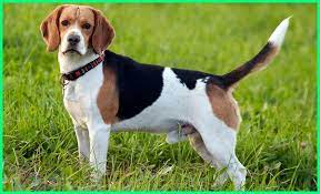 9 jenis anjing paling gemesin dan. 45 Jenis Anjing Terkenal Di Dunia Gambar Dan Keterangannya Ekor9 Com Anjing Anjing Pug Terrier