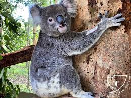 Friends Of The Koala On Instagram Floki Is Back A Few Weeks Back Floki Was Hit By A Car Thankfully A Good Samaritan Found Him And T In 2020 Koala Koala