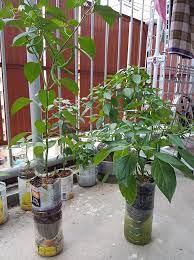 Dari segi cara penanaman, pokok cili tidaklah rumit jika tahu cara yang betul. Cara Pindahkan Anak Pokok Cili Dr Polybag Cara Menanam Cabe Hidroponik