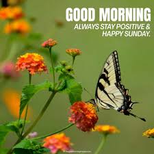 We did not find results for: 110 Latest Good Morning Sunday Images Photos Pic