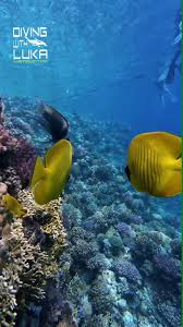 Image result for Aneilema chrysopogon