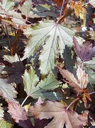 Image result for Hibiscus acetosella