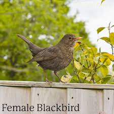 Image result for Flyte Blackbird Nest Box