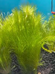 Image result for Mayaca