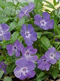 Pin On Planting Groundcover