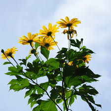 Image result for Tithonia diversifolia