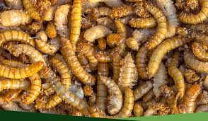 How to get rid of mealworms in the garden. How To Eliminate Borers Kings Landscapes