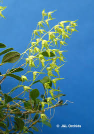 Image result for Dyschoriste trichocalyx