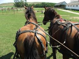 E sarbatoare mare in acest sfarsit de saptamana la sfantu gheorghe. Zilele Orasului Sfantu Gheorghe