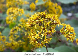 Image result for Roldana