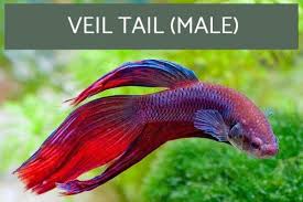 Types Of Siamese Fighting Fish With Pictures