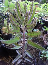 Kalanchoe Delagoensis Daigremontiana Kalanchoe X Houghtonii Jardin De Cactus Kalanchoe Daigremontiana Nombre De Las Plantas