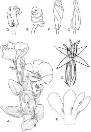 Image result for Chironia laxiflora