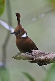 Pin By Aaron Wilson On Nature Beautiful Birds Most Beautiful Birds Nature Birds