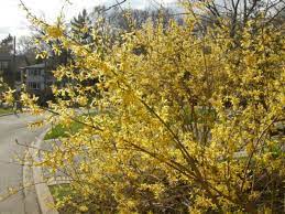 Maybe you would like to learn more about one of these? Forsythia Is Not Your Ordinary Shrub The Real Dirt The Star