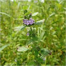Image result for Mesosphaerum suaveolens