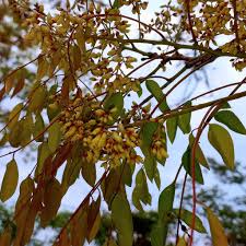 Image result for Dalbergia boehmii