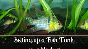 freshwater aquarium for cheap