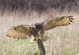 file_2977x2092_061882