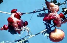 Image result for Momordica mossambica