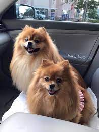 20840770 1136459879817787 7469709133929757961 N Jpg 724 960 Pixels Puppies Pomeranian Puppy World Cutest Dog