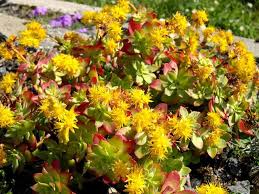 Abbiamo selezionato queste piante per la loro particolarità. Sedum Palmieri Pianta Grassa Da Esterno Resistente Al Freddo Piante Grasse Piante Piante Da Vaso All Aperto