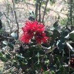 Image result for Schotia capitata