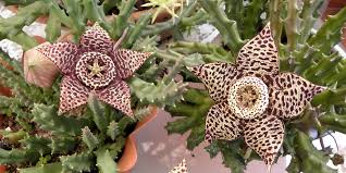 Image result for Stapelia