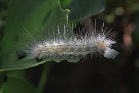 A few days later, i saw a bright yellow and black hairy caterpillar about an inch long, with orange legs. White Caterpillar With Long Hairs And Yellow And Black Dots On The Sides Hyphantria Cunea Bugguide Net