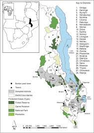 Image result for Macledium kirkii