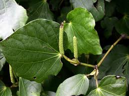 Image result for Piperaceae