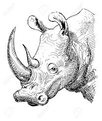 Black And White Drawing Images Of Animals Artwork Rhinoceros Sketch Black And White Drawing Of Realistic Animal Sketches Animal Drawings Cute Animal Drawings
