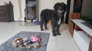 Ideen für eine schnitzeljagd im haus. 33 Hunde Spiele Fur Drinnen Draussen Die Dein Hund Lieben Wird