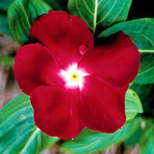 Jaio Dark Red Vinca Flower Seeds Jardinagem Flores Vermelhas Plantas