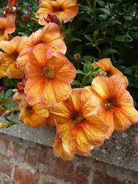 Petchoa Petunia Supercal Our Plants Garden Plant Pots Bonsai Flower Flower Seeds