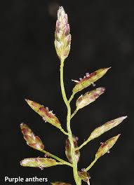 Image result for Eragrostis heteromera