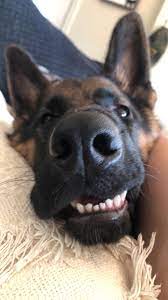 Silly Puppy Dog Photos Dog Cuddles Best Dog Training