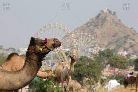Please check latest customs notifications and consult a cha for final duties. Camel Stock Photos Offset