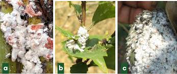 Image result for Teramnus micans