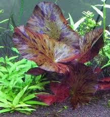 How To Plant A Tiger Lotus Nyphaea Zenkeri In An Aquarium Planted Aquarium Fish Tank Plants Aquatic Plant Seeds