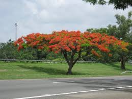 In sum, the flame tree is an emblematic representation of. Majestic Flamboyant Tree In Bloom Cayey Pr Mapio Net