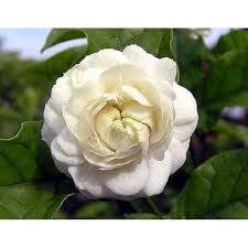 Where can i get jasmine flowers near me. Grand Duke Of Tuscany Arabian Jasmine Plant Fragrant 4 Pot Walmart Com Walmart Com