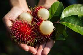 Maybe you would like to learn more about one of these? Kenapa Rambutan Banyak Semut Bukan Karena Manis
