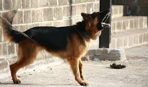 Priyanka recently revealed her new cluster of tattoos, dedicated. German Shepherd Price In India 2021 Monthly Expenses Pet Scooby