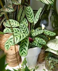 Comment bien entretenir un calathea ?