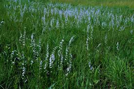 Maybe you would like to learn more about one of these? Illinois Native Plant Society
