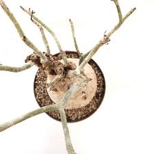 Image result for Ctenium somalense