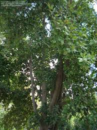 Image result for Manilkara koechlinii